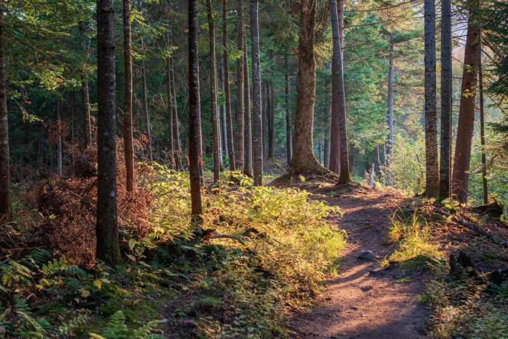 trail in woods