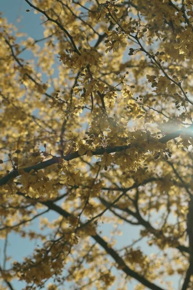 yellow tree blossoms