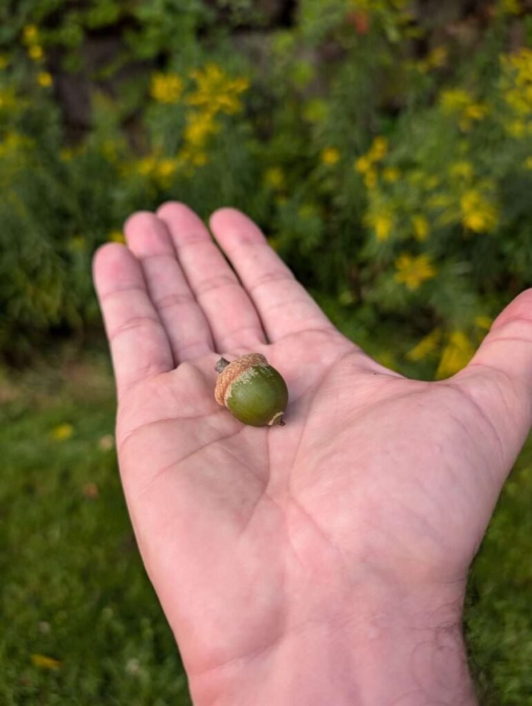 acorn in hand as gift