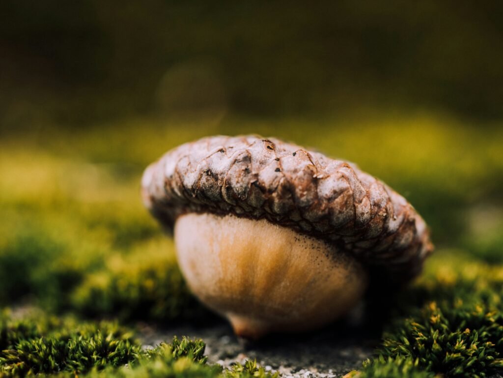 acorn