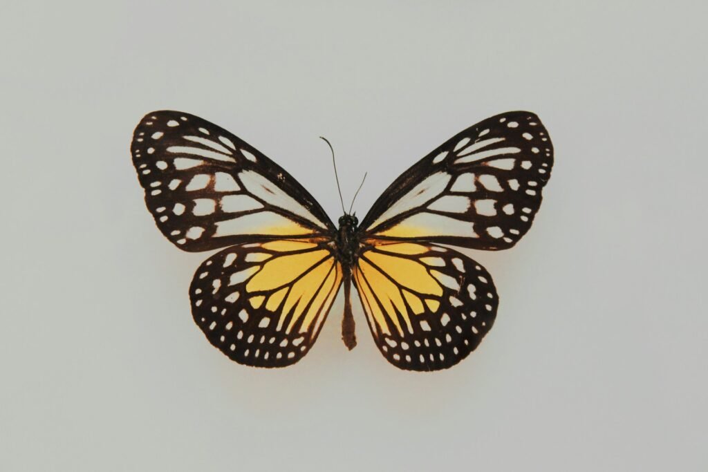 butterfly transformation